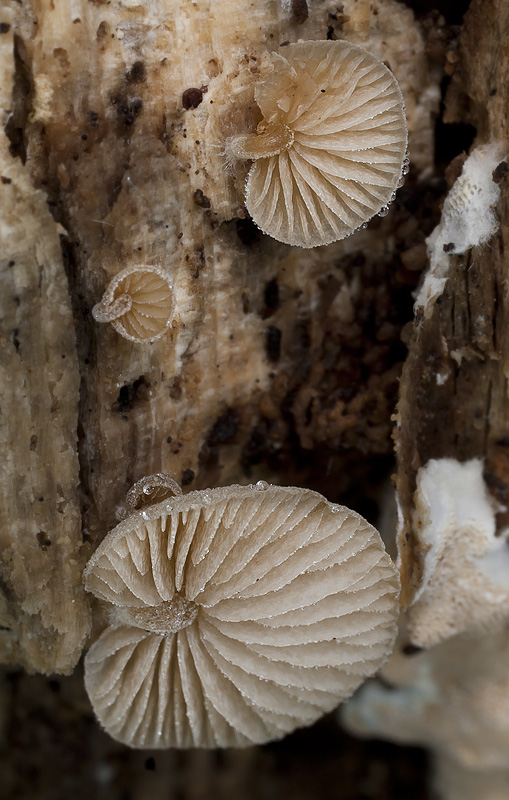 Simocybe rubi